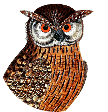 owl3